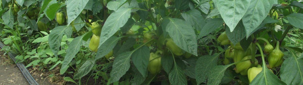 Як правильно поливати перець в теплиці