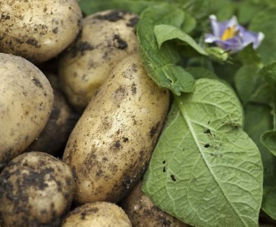 Коли краще копати картоплю на зберігання