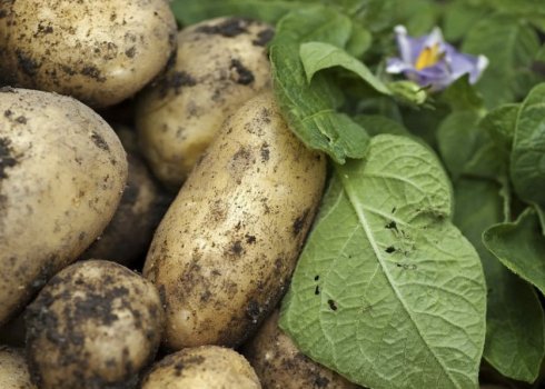 Когда лучше копать картошку на хранение