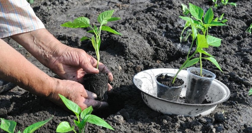 Висадка розсади на постійне місце