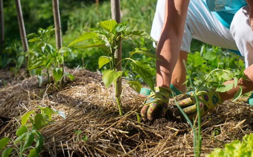 Мульчування перцю