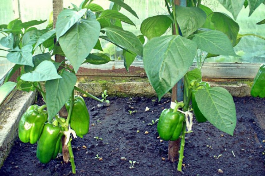 Підв'язка перцю