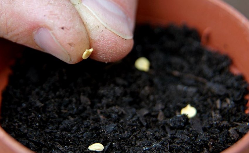 Посів насіння перцю