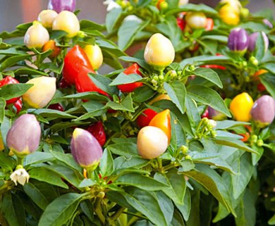 Кімнатний перець: кращі сорти, особливості вирощування