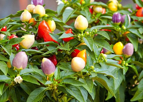 Кімнатний перець: кращі сорти, особливості вирощування