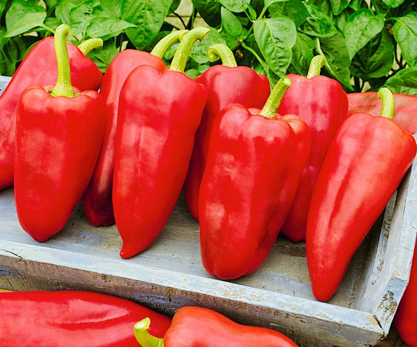 Солодкий перець Вінні Пух