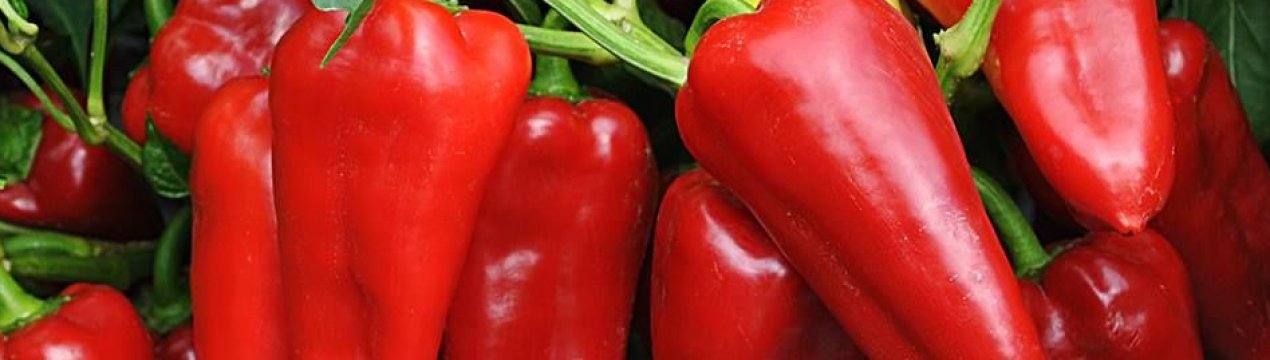 Солодкий перець Вінні Пух: опис, посадка і догляд