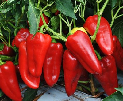 Солодкий перець Вінні Пух: опис, посадка і догляд