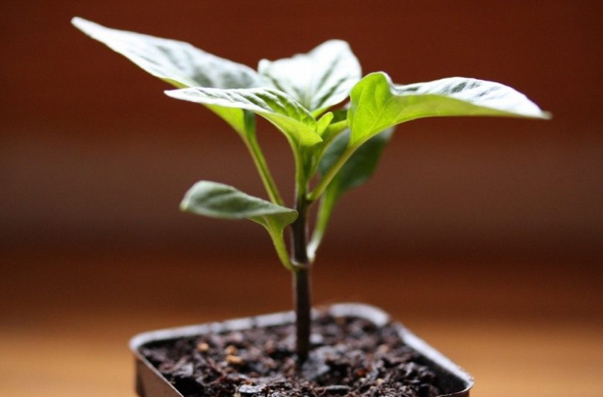 Розсада перцю