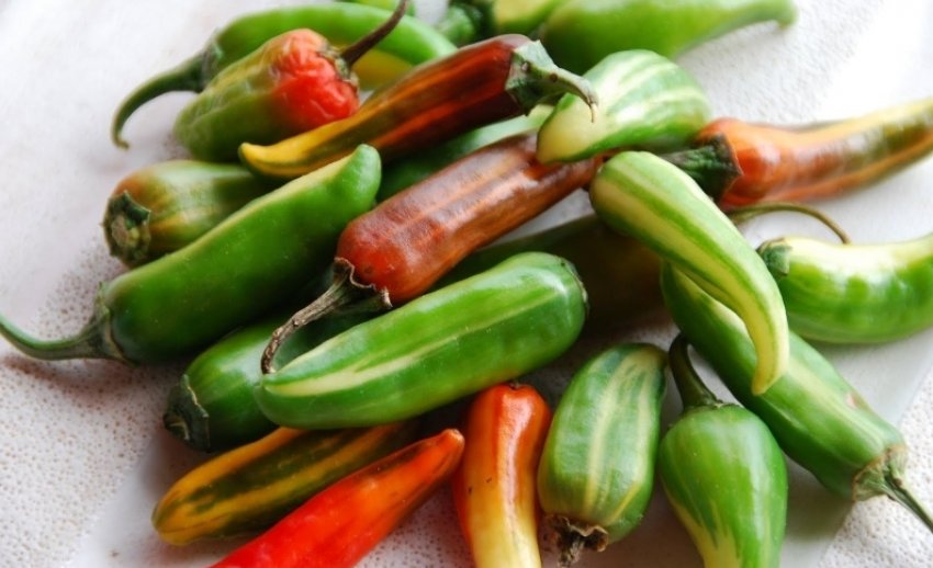 Перець кімнатний різнобарвний фіш