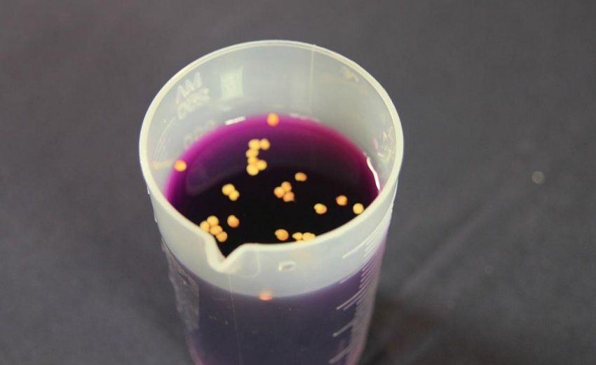 Підготовка насіння