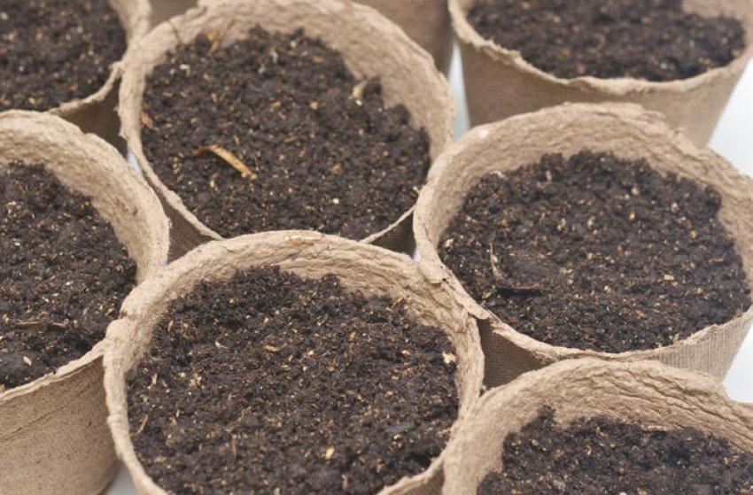 Посів насіння перцю