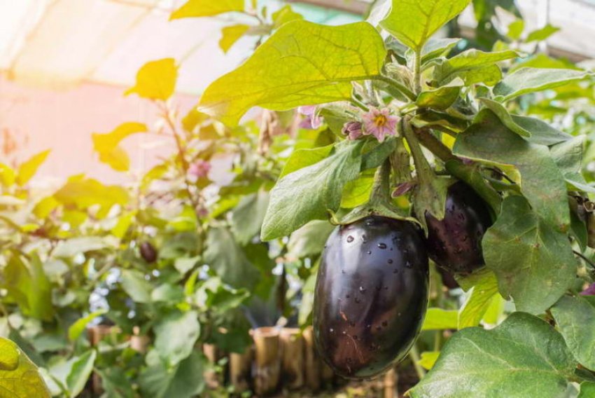 Особливості добрива баклажанів Особливості добрива баклажанів