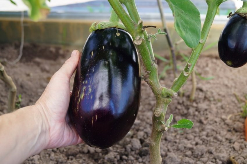 Основні правила внесення підгодівлі Основні правила внесення підгодівлі