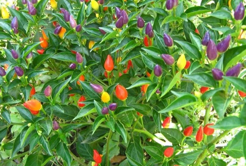 Перець сузір'я