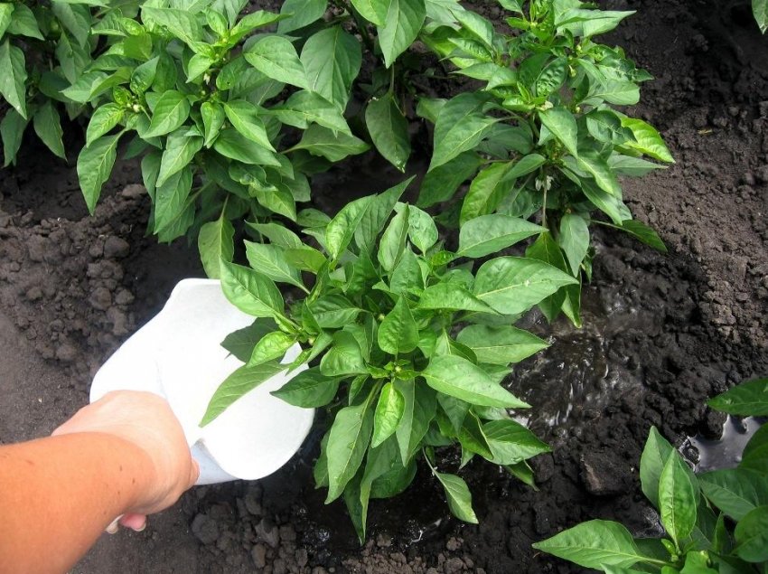Підживлення перцю