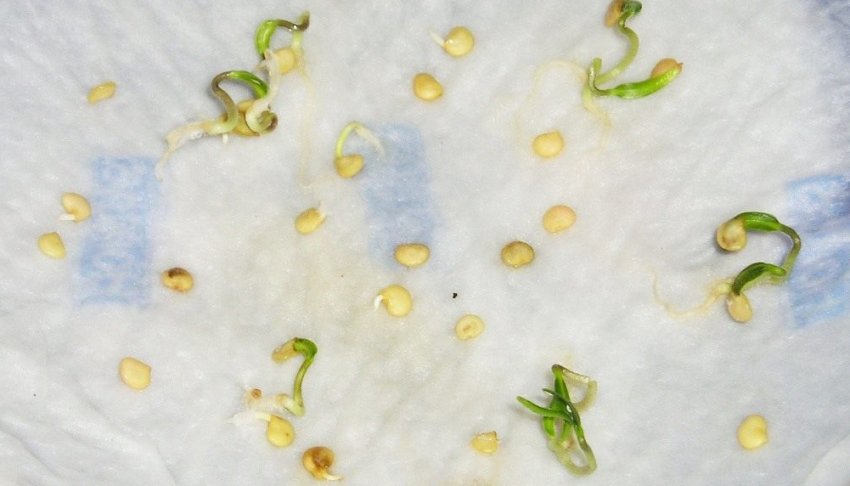 Пророщування насіння