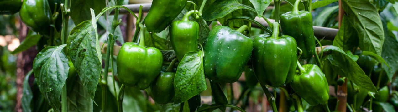 Треба пасинкувати болгарський перець