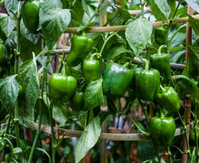 Треба пасинкувати болгарський перець