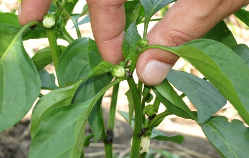 Пасинкування перцю