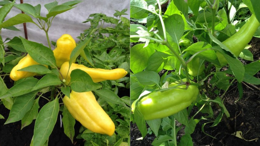 Селекція та опис сорту Селекція та опис сорту