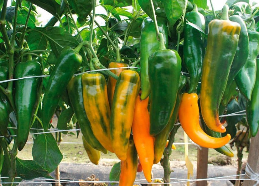 Підв'язування кущів Підв'язування кущів