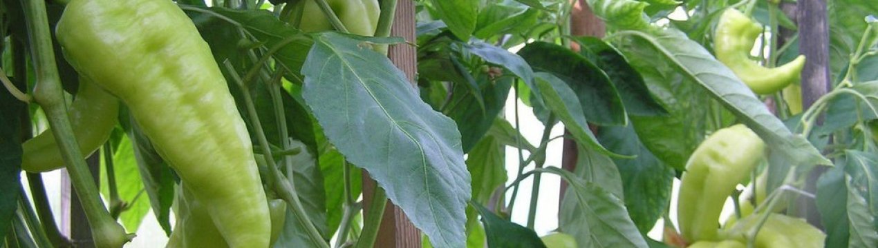 Солодкий перець Бивень: опис, посадка і догляд