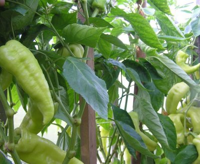 Солодкий перець Бивень: опис, посадка і догляд