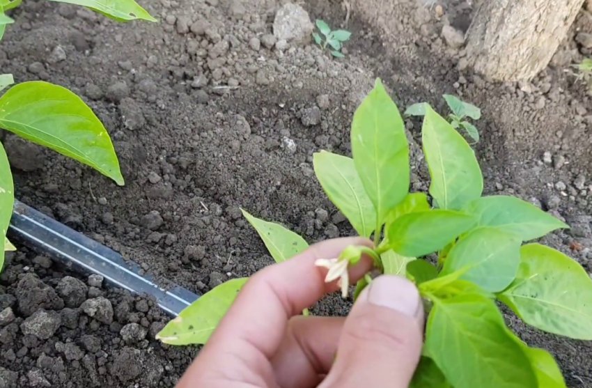 Пасинкування перцю