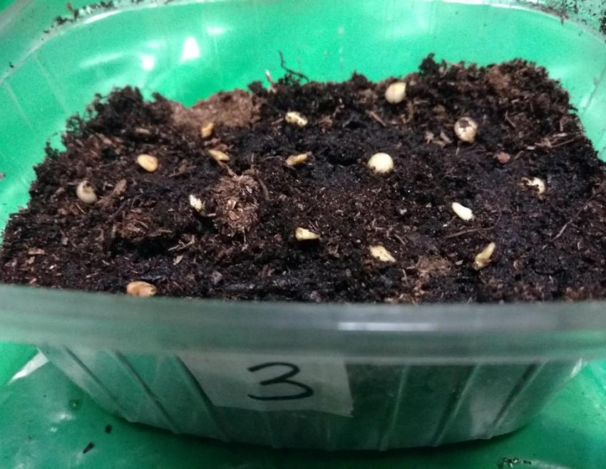 Посів насіння Посів насіння