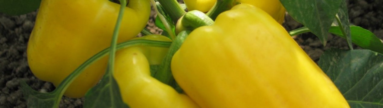 Солодкий перець Біле золото: опис, агротехніка вирощування