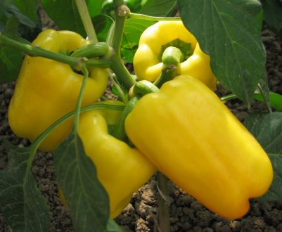 Солодкий перець Біле золото: опис, агротехніка вирощування