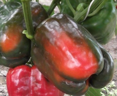 Перець Біг Бой: опис і смакові якості