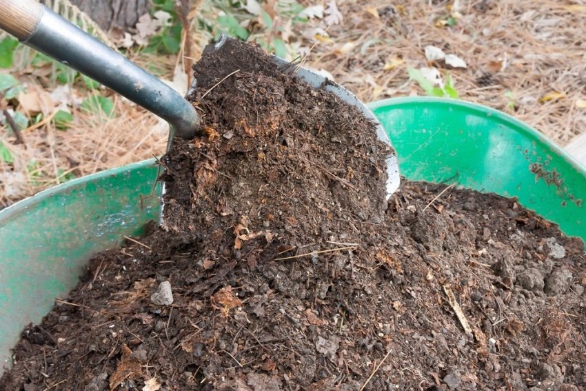 Вибір місця на ділянці Вибір місця на ділянці