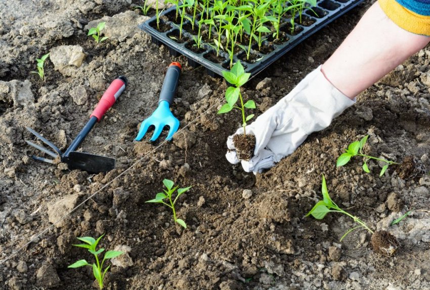 Схема і глибина посадки Схема і глибина посадки