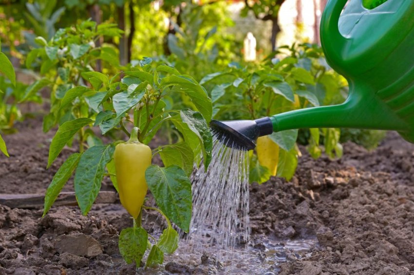 Внесення добрив