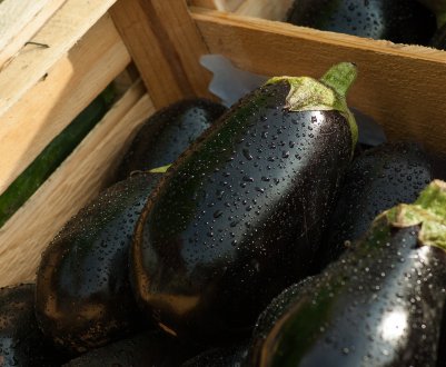 Правила зберігання баклажанів