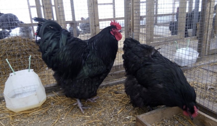 Кури в клітці