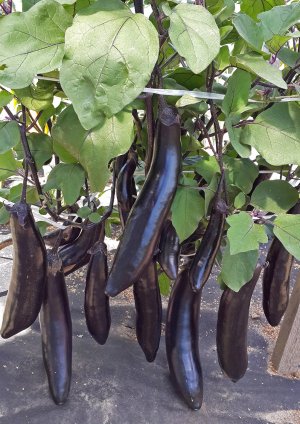 Сорт баклажанів король ринку Сорт баклажанів король ринку