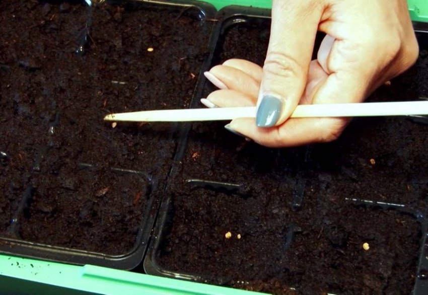 Строки для посіву Строки для посіву