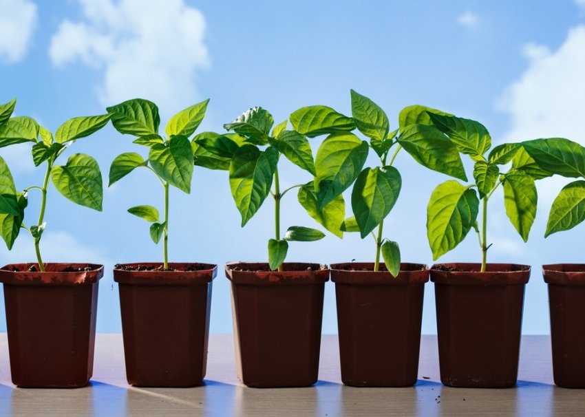 Загартовування розсади Загартовування розсади