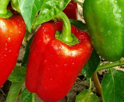 Солодкий перець Політ: опис, агротехніка вирощування