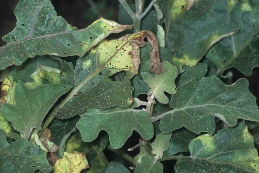 Фітофтороз баклажанів Фітофтороз баклажанів