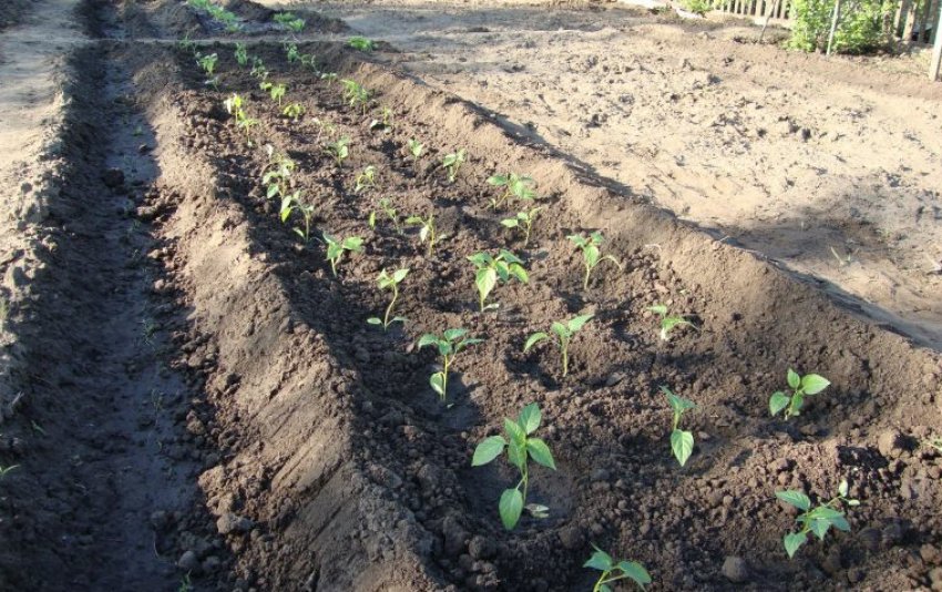 Вибір ділянки для посадки