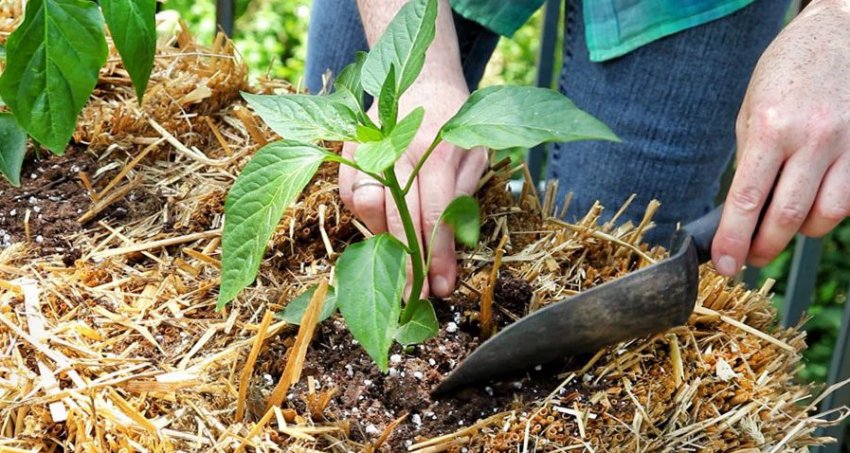 Мульчування перцю