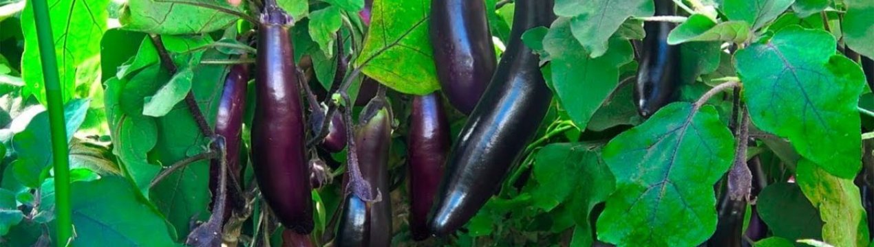 Сорт баклажана Король ринку: характеристика, секрети успішного вирощування