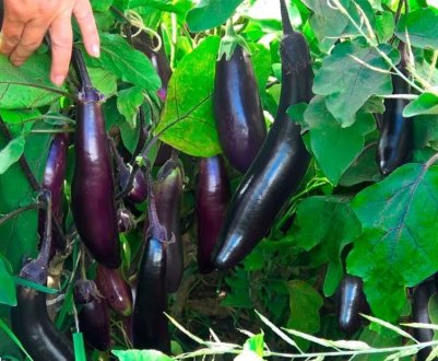 Сорт баклажана Король ринку: характеристика, секрети успішного вирощування