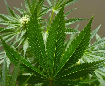 Українські модниці приміряють конопляні шуби