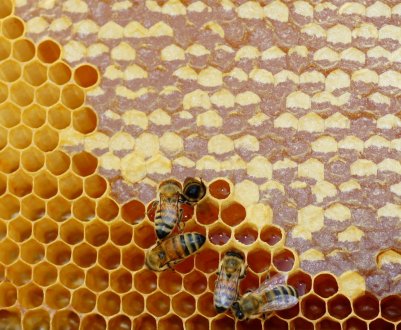 На російських пасіках з'являться «розумні» вулики