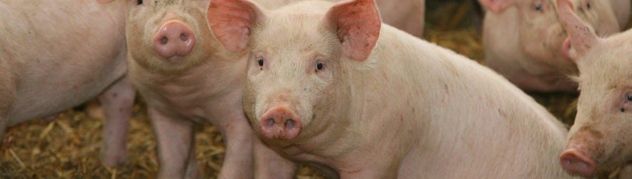 Українець розробив «еко-меню» для корів та свиней